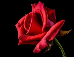 Katalonischer Rosentag „Sant Jordi“